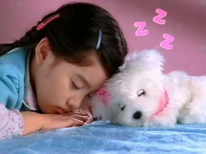 Sleeping Maltese 活潑貪睡狗