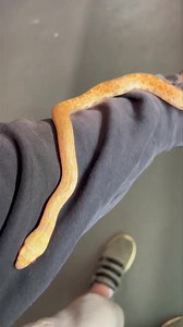 Albino Bull snake out for quick cuddle this afternoon ❤️殺 What a stunner!! | Trimar Reptiles | Facebook