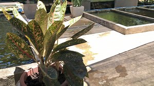 2.8K views · 103 reactions | Sbst Oranda Female Breeders | The Koi and Goldfish Factory | Facebook