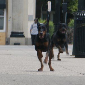 5.7K views · 33 reactions | DOGMAN, filmul cunoscutului regizor francez, Luc Besson, este acum în cinematografele din toată țara! | Transilvania Film | Facebook