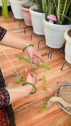 3.2K views · 52 reactions | Repost... Jade plant propagation in my diy emoji planters 朗 . . #plants #plantaddict #plantpropagation #jadeplant #terracegardening #gardening #homegarden | Happy Homemaker Nancy | Facebook