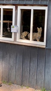 Our two African Serval kittens are anxious to meet some of our guests this weekend. | Kentucky Down Under Adventure Zoo