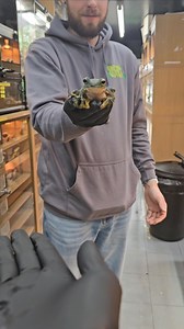 7.2K views · 59 reactions | Exercising our wallaces gliding tree frogs  Our wallaces gliding tree frogs can jump so far, check out this one jumping from toms hand 藍 | Lincoln reptile and pet centre ltd | Facebook