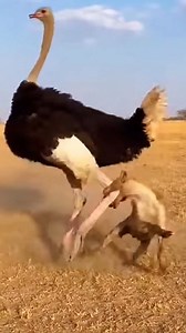 Ostrich vs. Hyena: A Wild Showdown on the Savanna! #WildlifeFaceOff #WildAfrica #AnimalKingdom #NatureDocumentary #SurvivalOfTheFittest #PredatorVsPrey | Wildlife Reels USA