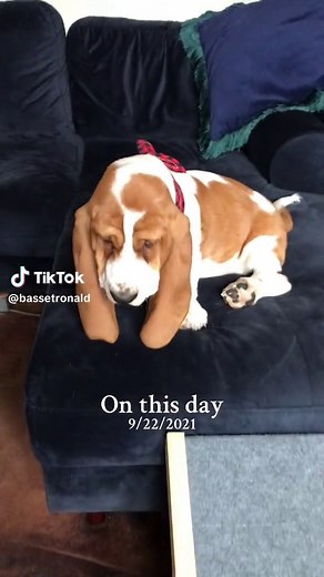Livvy Dunne Try Not to Cum Challenge on 9/22/2021