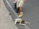 Three-toed sloth crossing the road in Costa Rica