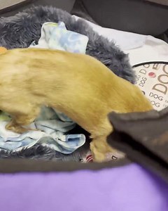 AY CHIHUAHUA RESCUE on Reels