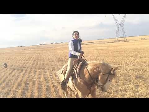 Girl Horse Riding - LIVE - Riding Lovers - HD