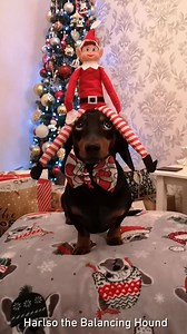 Elf on the shelf By Harlso the Balancing Hound | 9GAG