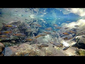 Wild barbs in breeding coloration