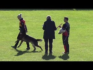 WUSV 2021 USA 1- CARINA SWEENEY & HOPPER VOM BRACHTPETAL C 95