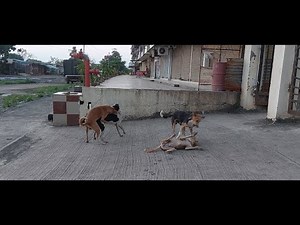 Dogs in Action | Breeding | Mating | Good Morning Meeting | Lovely Animal