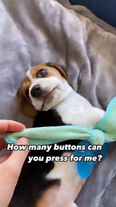 13K views · 569 reactions | Will you press all 5 buttons for me?❤️ •⁣⁣⁣⁣⁣⁣⁣⁣⁣⁣⁣⁣⁣⁣⁣⁣⁣⁣⁣⁣⁣⁣⁣⁣⁣⁣⁣⁣⁣⁣⁣⁣⁣⁣⁣⁣⁣⁣⁣⁣⁣⁣  @beagle_nose_news #beagle | Beagle Lovers | Facebook