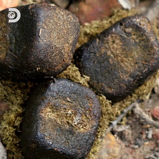 Cubes aren’t just for sugar...wombats have perfected the art of square-shaped poop! 💩 #HowDoAnimalsDoThat | Discovery Channel UK