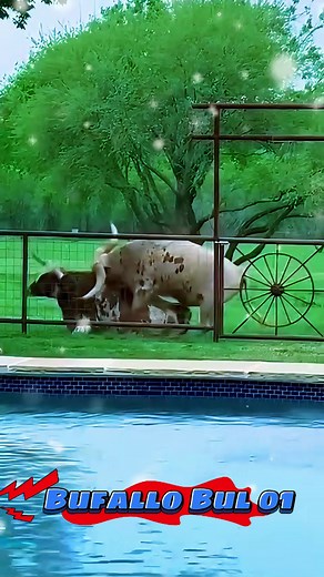 Female and Male Cow Breeding Male cow jump on Female cow wow #omg #cow #breedingcow #cowbreeding #meeting #tiktok #virlabreedingtoday