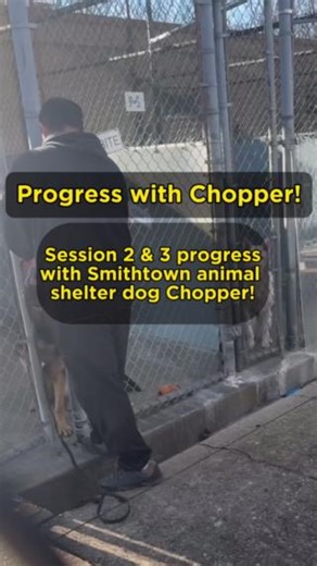 4.1K views · 58 reactions | See what chopper has been up to these...