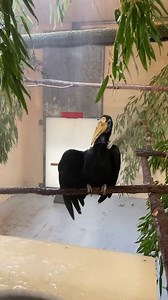 8.2K views · 614 reactions | Our 29-year-old wrinkled hornbill, Pilai, is enjoying a warm rain shower behind the scenes. With the sounds of a tropical forest in the background, she took full advantage of her own private spa day. Pilai splashed and fluffed, preening each feather and looking totally in her element. Nothing like a bird bath with some extra TLC to keep those feathers looking fabulous! 襁 : Keeper Chrissy | Point Defiance Zoo & Aquarium | Facebook
