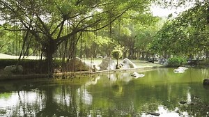 Big Banyan Tree in der Nähe: Stockvideos & Filmmaterial (100 % lizenzfrei) 1009566857 | Shutterstock