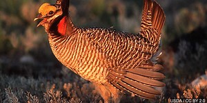 Kansas AG to sue federal agencies over lesser prairie chicken listing