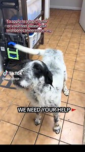 14K views · 76 reactions | Wish Bone Canine Rescue on Reels | Facebook