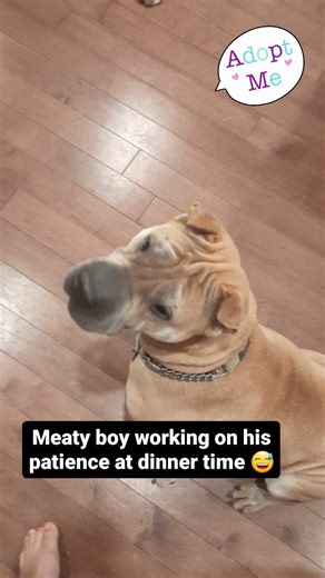 Ottawa Dog Rescue on Reels