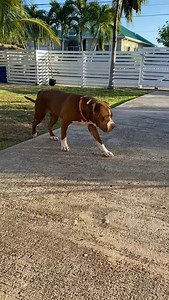 19 reactions | Monday is a sweet, easy going, low maintenance girl. Please contact us if you are interested in meeting her. | Cayman Islands Humane Society | Facebook