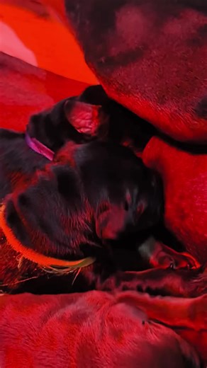 Chrome Angels Puppy #chromeangelskennel #dobermanpuppy #doberman #dobermans #dobermanpuppiesforsale #dobermannlover