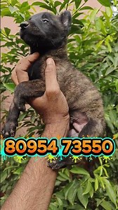 Dutch Shepherd Working Line Puppies for Sale🔥Male puppy available @ Pollachi