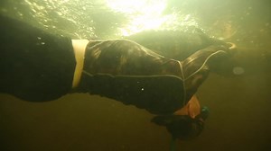 2.5K views · 97 reactions | Swamp Scooter... #gatorboysalligatorrescue #gatorboys #rescue #animal #alligator #gators #gator #paulbedard #evergladesholidaypark #everglades #crocodile #croc #grateful, #nuisancealligator | Gatorboys Paul | Facebook