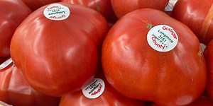 After a slow start, Grainger County tomatoes are on the move
