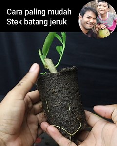 10K views · 311 reactions | Cara paling mudah stek batang jeruk #Citrus #jeruk #cutting #gardening #gardeningideas | Grafting Examples | Facebook