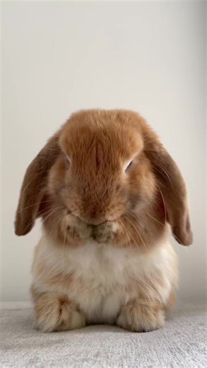 Cute TikTok Bunnies: Meet Honey and Troy!