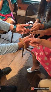 Love Your Pet Day: Meet Coils, our Eastern Corn Snake, also known as a Red Rat Snake. She is nonvenemous and are found throughout the southeastern and central United States. Coils loves to interact with students and adults! #classroompets #discoverdeering #loveyourpetday | Deering Estate