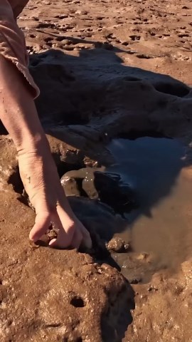 Barehanded Giant Mudcrab Grab