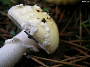 Amanita gemmata - Alchetron, The Free Social Encyclopedia