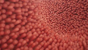 Vellosidades Intestinales. Revestimiento Intestinal. Vellosidades Y Capilares Microscópicos Para La Digestión Y Absorción De Alime Almacen De Video - Vídeo de grande, colesterol: 161344391