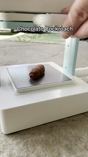 Chocolate Cockroach - Bug in Chocolate Explained