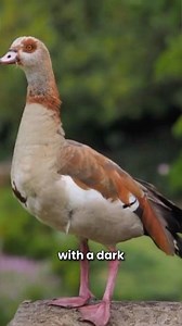 Egyptian geese aren't true geese, they're members of the shelduck sub-family, Tadorninae. They are naturally found in Africa, in the Nile valley | Get Wild