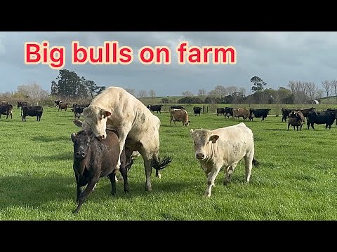 Big bulls Mating 200 cows - Dairyfarming nz