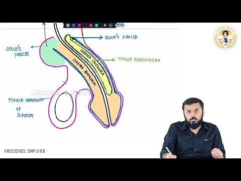 58. Anatomy of the Penis | Blood Supply, Nerve Supply & Clinical Insights / NEET PG | USMLE | FMGE