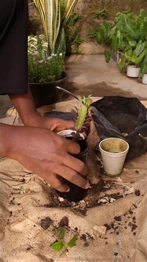 Somewhere in Africa, repotting an African milk tree #repottingandreplanting #gardening #plants #tree
