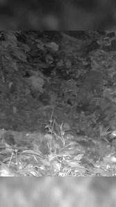 74K views · 2.3K reactions | #osohormiguero #tamandua #costarica #bwild | BWILD | Facebook