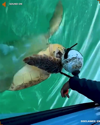 3.8K views · 36 reactions | The Tangled Destiny! #fblifestyle | Taylor Pierce | Facebook