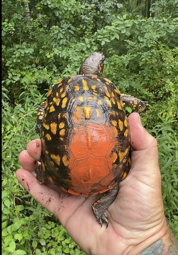 Someone Spray Painted This Wild Turtle — Why Would Someone Do This?