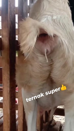 30K views · 164 reactions | Berikut beberapa cara untuk membuat ternak kambing cepat berkembang Bagian 6 | Ternak kambing | Facebook