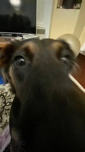 pUp-date! Bob, now Lord Nibbler, is living a happy puppy life with his new owners! ❤️🐶⭐️❄️❤️ His owners mentioned his love for balls and lots and lots of friends :). He is enjoying his holidays with some yummy table scraps… In addition, Nibbler recently got his DNA test and is excited to announce he is a beagle and mini schnauzer mix! Who would’ve guessed! ❤️🐾🙊🐕❤️ | Second Chance Dog Rescue, San Diego, California