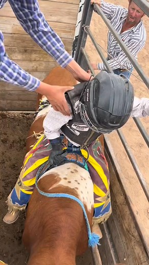 Repeat after me #bulls #CapCut #minibulls #nfr #pbr #Rodeo #c #bullriders #bullriding #roughy #roughstock #bullrider | Shari digital creater