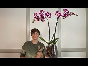 СТИЛЬНАЯ ПОСАДКА 🌸 🌿БОЛЬШОЙ ОРХИДЕИ