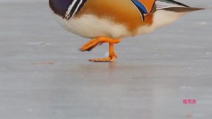 7.8K views · 401 reactions | Mandarin Ducks (鸳鸯, Aix galericulata). They are historically -- and mistakenly -- believed by #Chinese people to mate for life. Pair of birds is used to symbolize the love of devoted couples. ❤微雨燕 ❤❤❤ #China #nature #birds #wildlife #travel #peace #beauty #beautiful #love | Lin hillside | Facebook