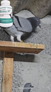 Recover XT Capsule Benefits For #pigeons #pigeon | Bhopal Pigeons | Facebook